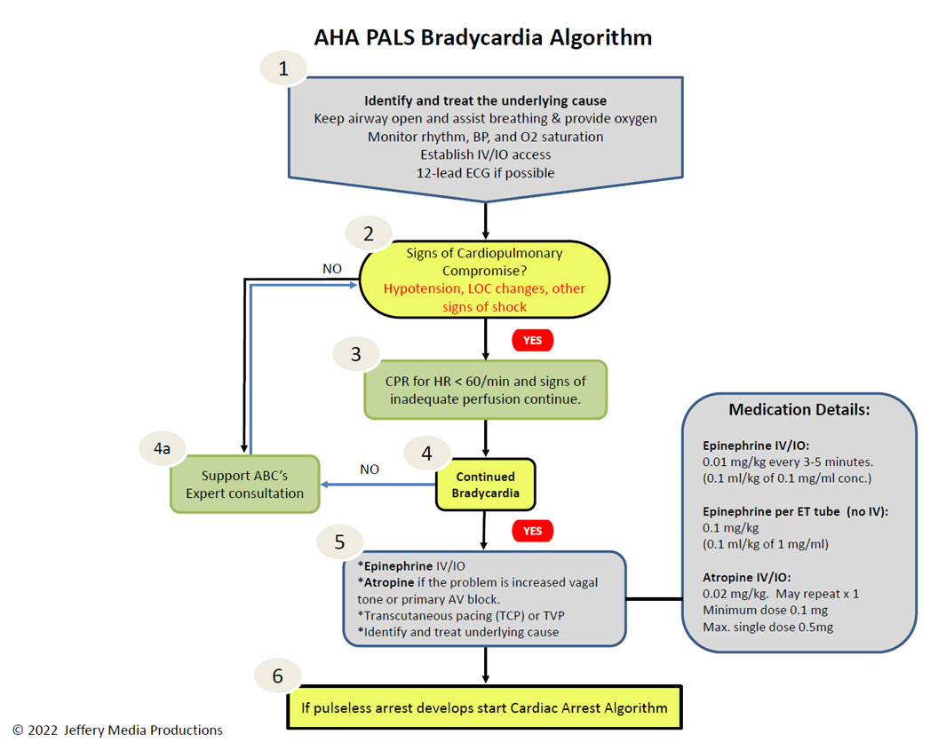 PALS Bradycardia Algorithm Learn & Master PALS